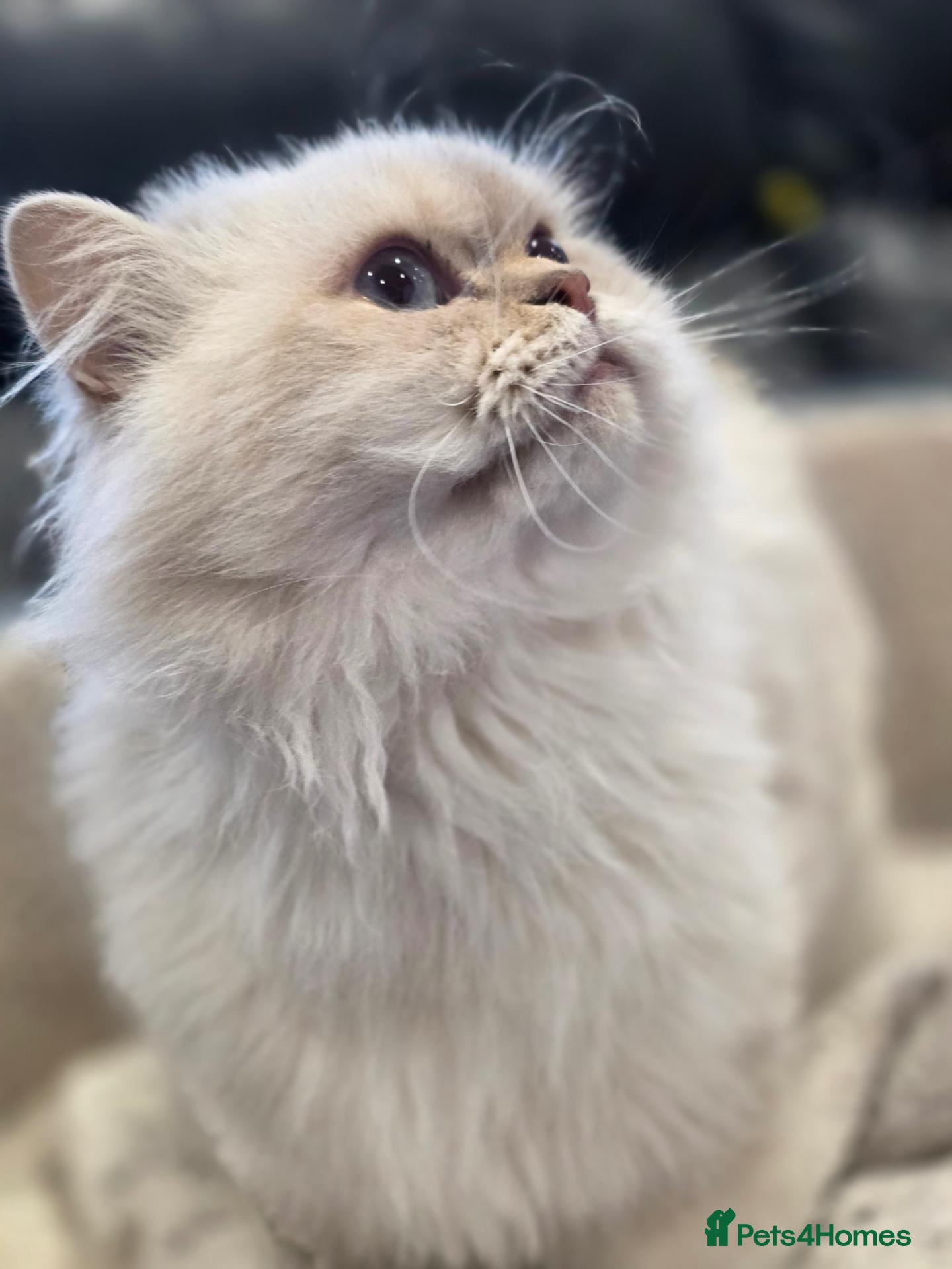 British Longhair cats GCCF Registered British Longhair  - Advert 4