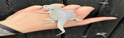Bearded Dragon reptiles for sale: Various Bearded Dragon Morph Babies - Advert 13