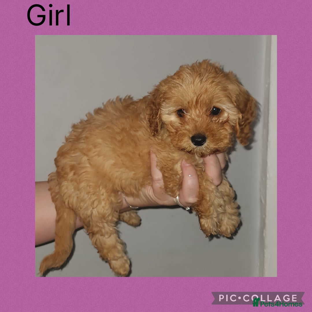 Cavapoo dogs for sale: 5 Cavapoo puppies - Ready now! - Image 3