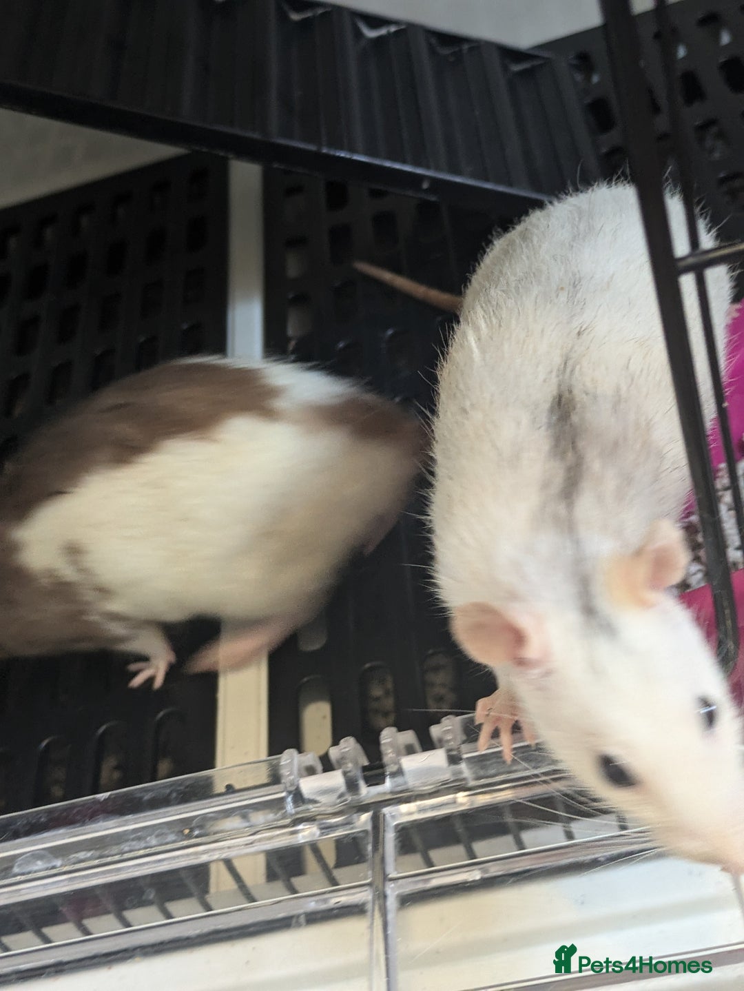Rat rodents for sale: 3 rats - Image 6