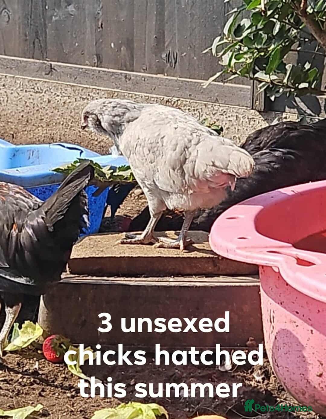 Chickens poultry for sale: Various breed cockrels  - Image 6