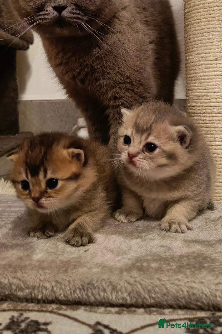 British Shorthair cats British Shorthair kittens  - Advert 3