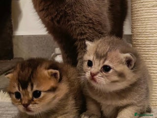 British Shorthair cats British Shorthair kittens - Advert 3