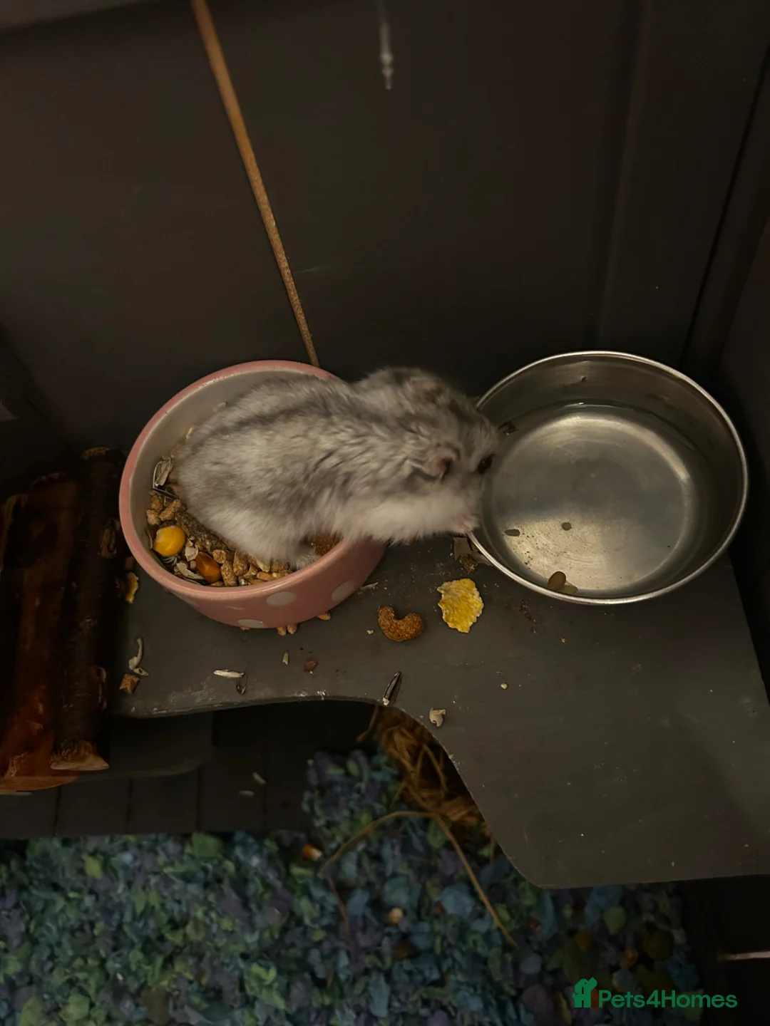 Hamster rodents for sale: Dwarf hamster FREE in Congleton - Advert 2