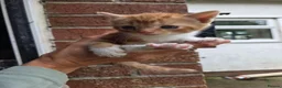 Mixed Breed cats for sale: Ginger girls and tortashell Kittens male & female  in Beaworthy - Advert 15