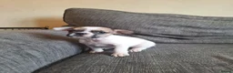 French Bulldog dogs for sale: French bulldogs  - Advert 11