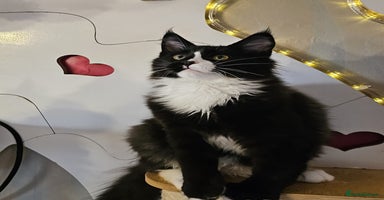 Maine Coon cats BLACK AND WHITE Maine Coons  - Advert 4