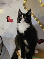 Maine Coon cats BLACK AND WHITE Maine Coons - Advert 4