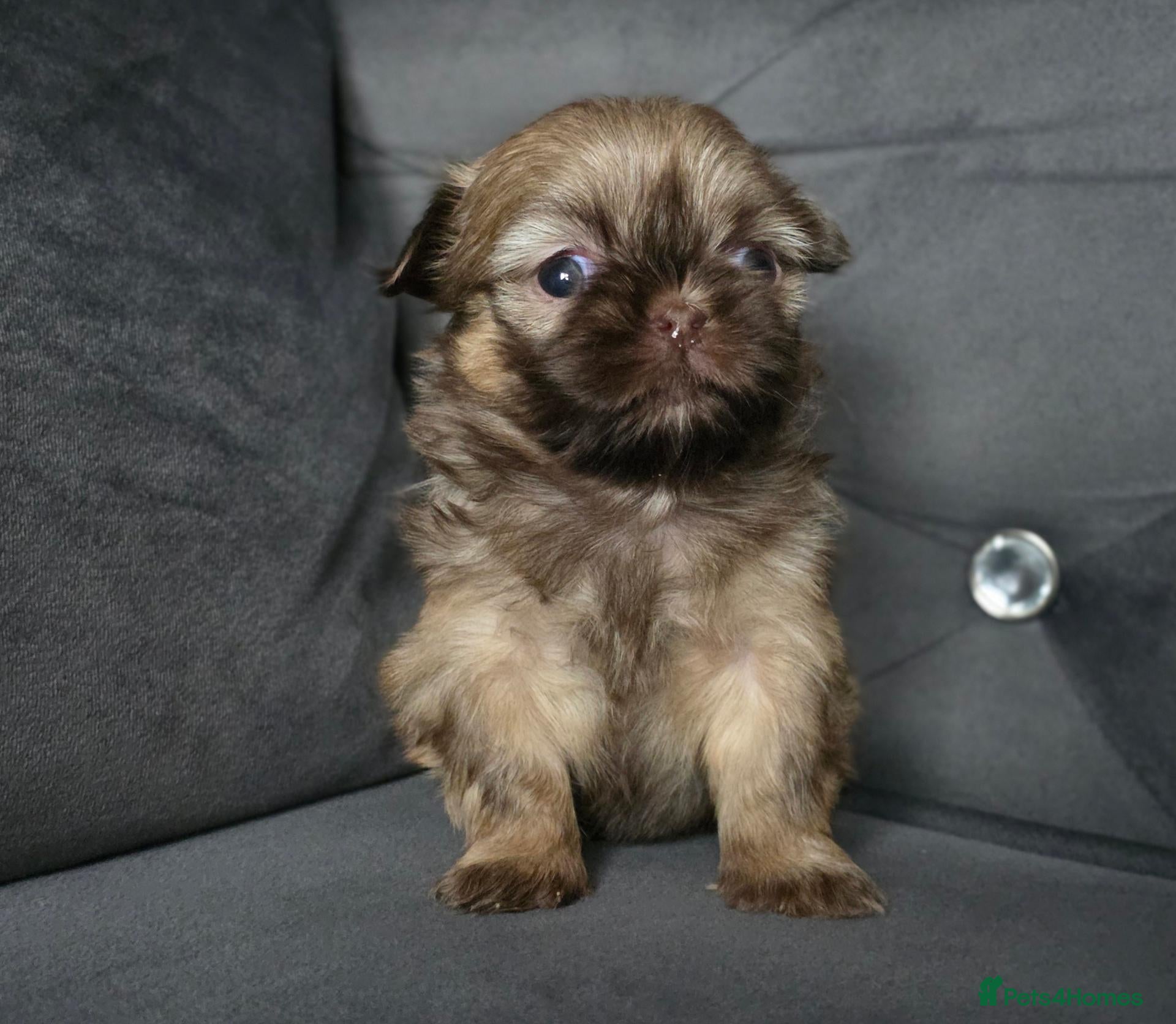 Shih Tzu dogs Beautiful Shih Tzu Puppies - 1 girl left  - Advert 1