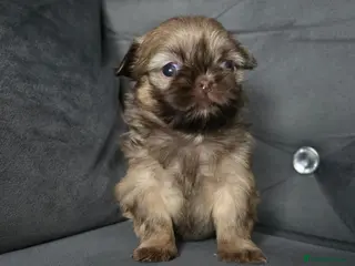 Shih Tzu dogs Beautiful Shih Tzu Puppies - 1 girl left - Advert 1