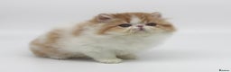 Exotic cats for sale: Quality TICA Reg Exotic & Persian Kittens - Advert 12