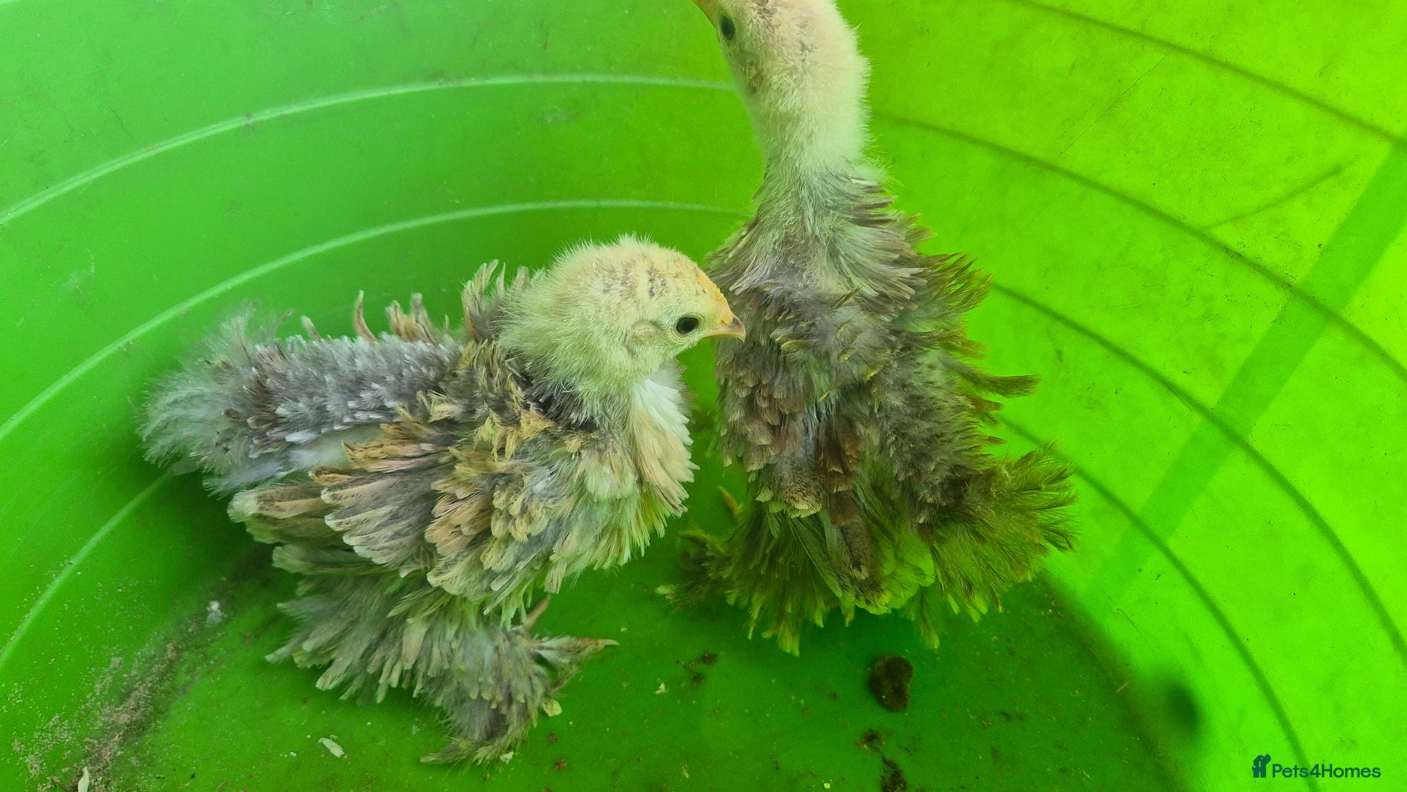 Chickens poultry 4 week old mixed Bantams  - Advert 2