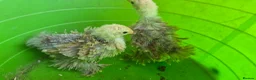 Chickens poultry for sale: 4 week old mixed Bantams  - Advert 2