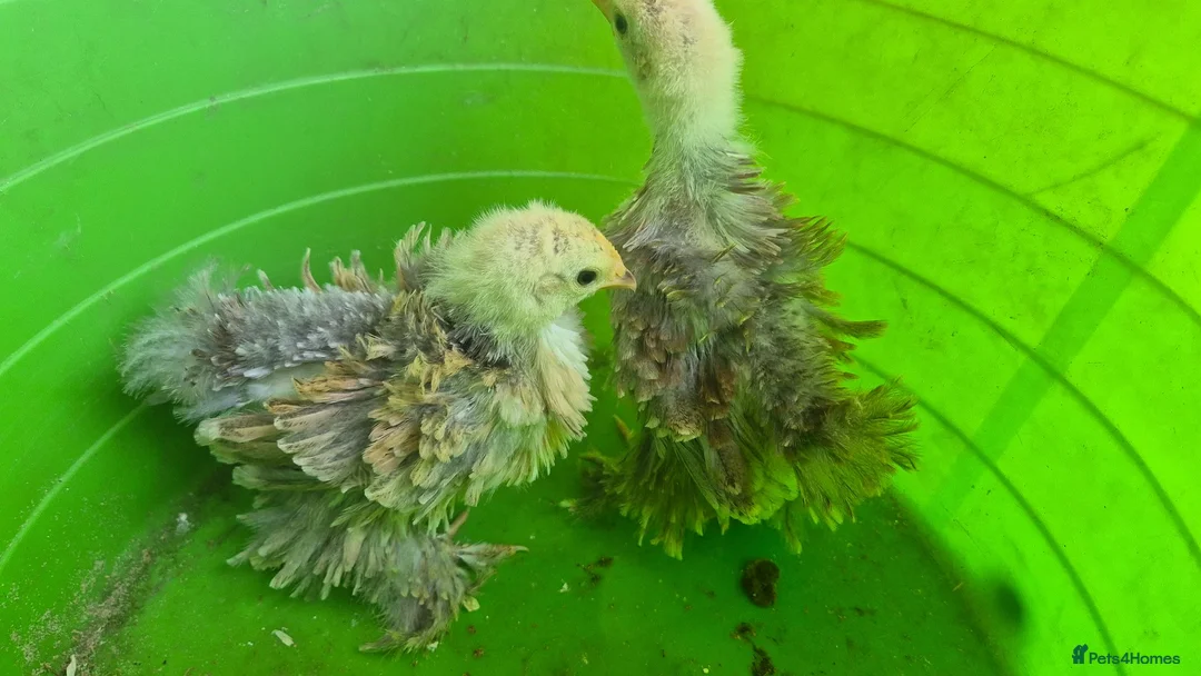 Chickens poultry for sale: 4 week old mixed Bantams  - Advert 2