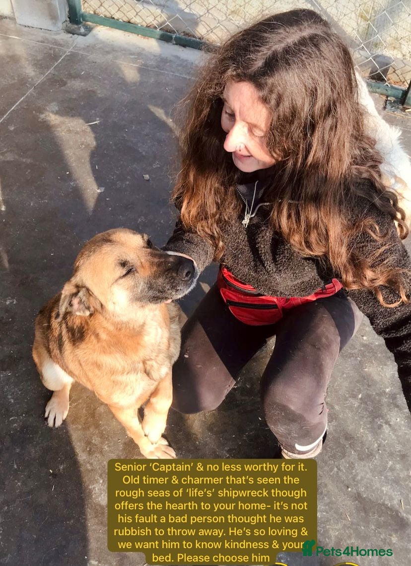 Mixed Breed dogs Captain, 10 yrs old. Available for adoption. - Advert 1