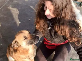 Mixed Breed dogs Captain, 10 yrs old. Available for adoption. - Advert 1