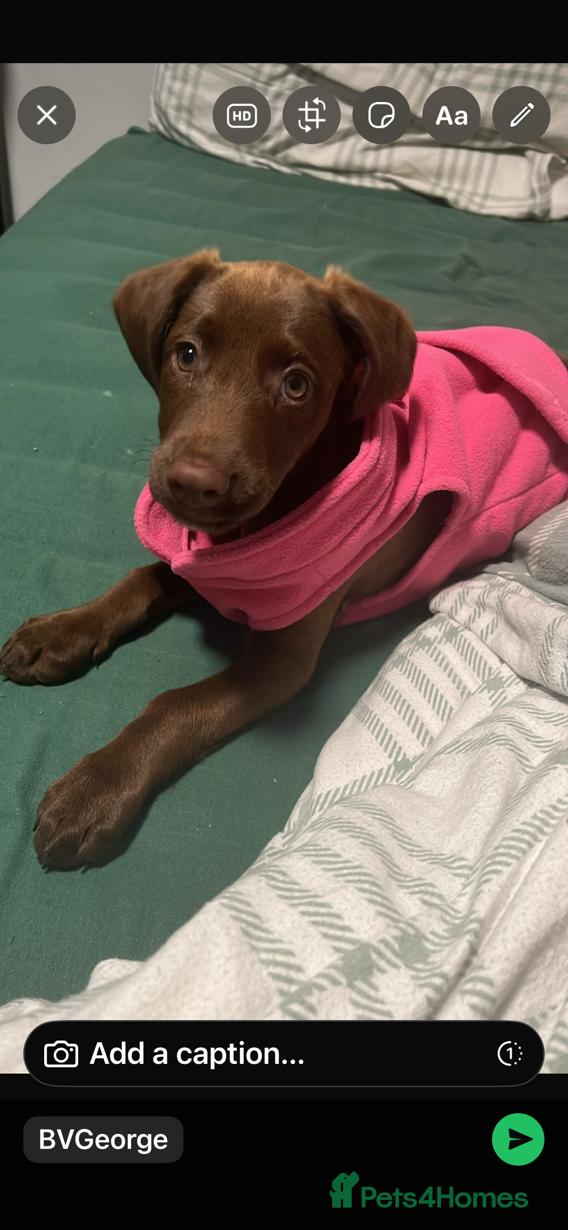 Cockerdor dogs Canela (Willing to negotiate price) - Advert 7