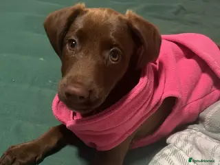 Cockerdor dogs Canela (Willing to negotiate price) - Advert 7