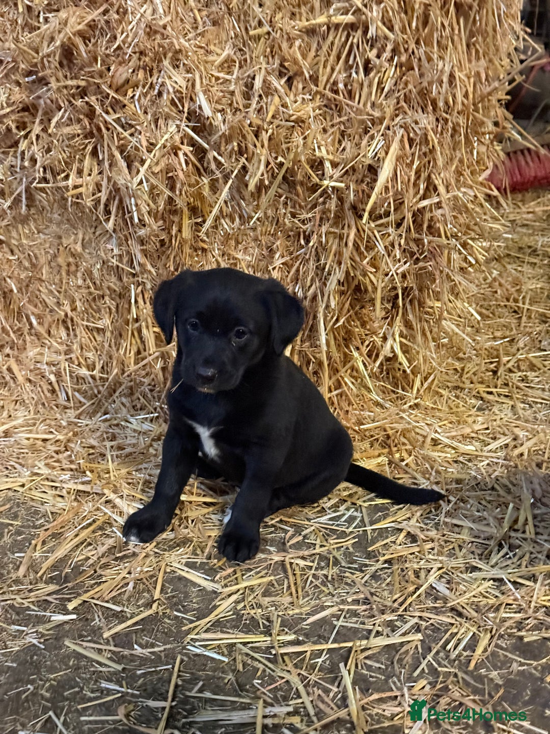 Mixed Breed dogs for sale: Labrador cross collie - Advert 5