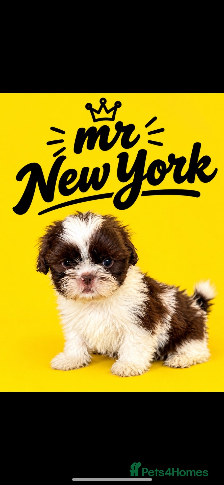 Shih Tzu dogs for sale: Imperial shih tzu puppies  - Advert 20