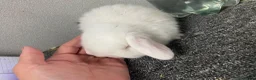 Dwarf Lop rabbits for sale: Red eyed white dwarf lop does  - Advert 4
