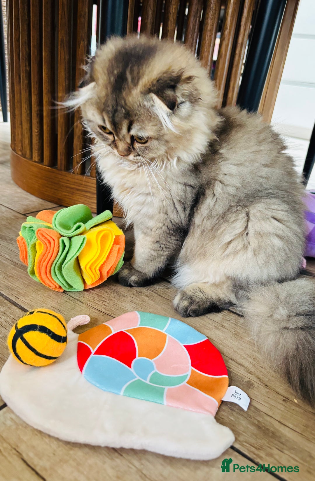 Scottish Fold cats for sale: 🩷💜Amazing Scottish Fold Kittens - Image 2