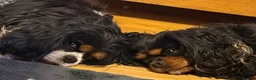 Cavalier King Charles Spaniel dogs for stud: Proven KC Health tested dog for Stud.  - Advert 9