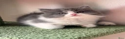 Selkirk Rex cats for sale: Gorgeous Selkirk rex kittens 😻 - Advert 9