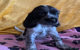Cocker Spaniel dogs for sale: Show type blue roan cocker spaniel puppies  - Image 8