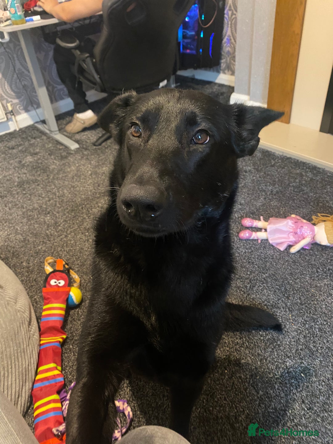 Mixed Breed dogs for sale: Gsd mix - Image 2