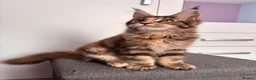 Maine Coon cats for sale: ✨Last Pure Bred Maine Coon Kitten Available  - Advert 12