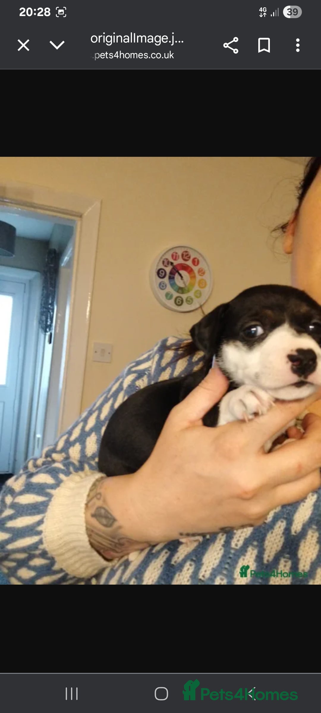 Mixed Breed dogs for sale: Stunning litter of 8 - Image 26