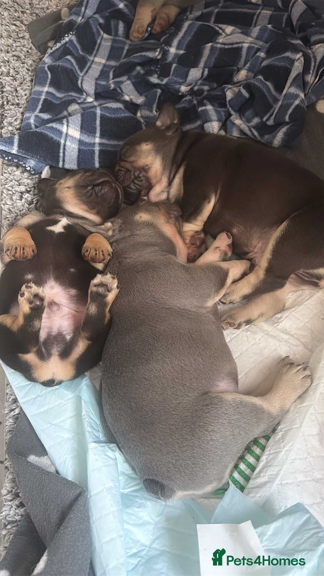 French Bulldog dogs for sale: 🤎🐻 Beautiful Quality Baby Dogs 🐻🤎 - Advert 10