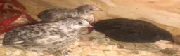 Quail poultry for sale: QUAIL HATCHING EGGS/CHINESE PAINTED BUTTONS - Advert 20