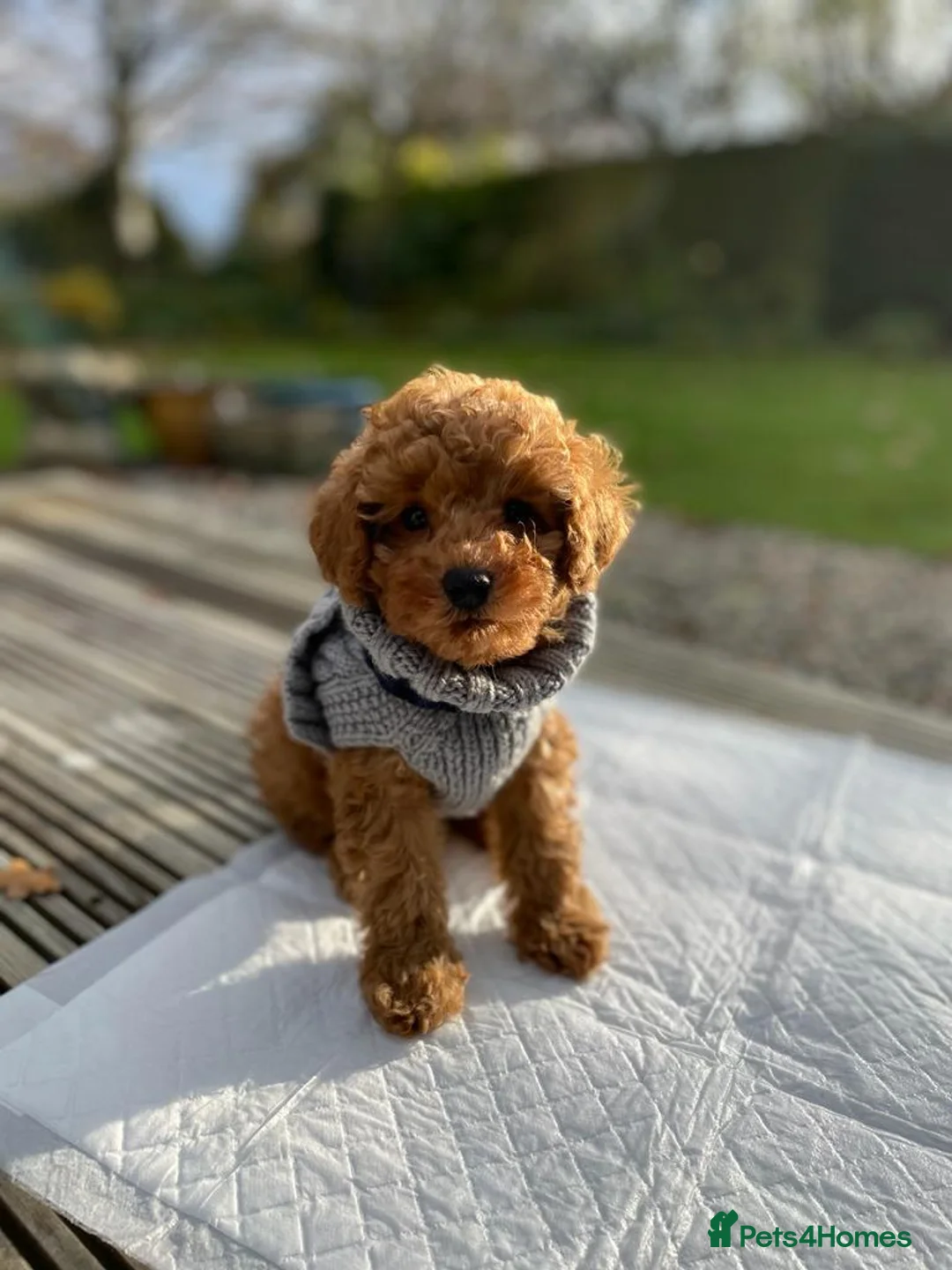 Toy Poodle dogs for stud: Kc health tested toy poodle for stud in Torpoint - Advert 12