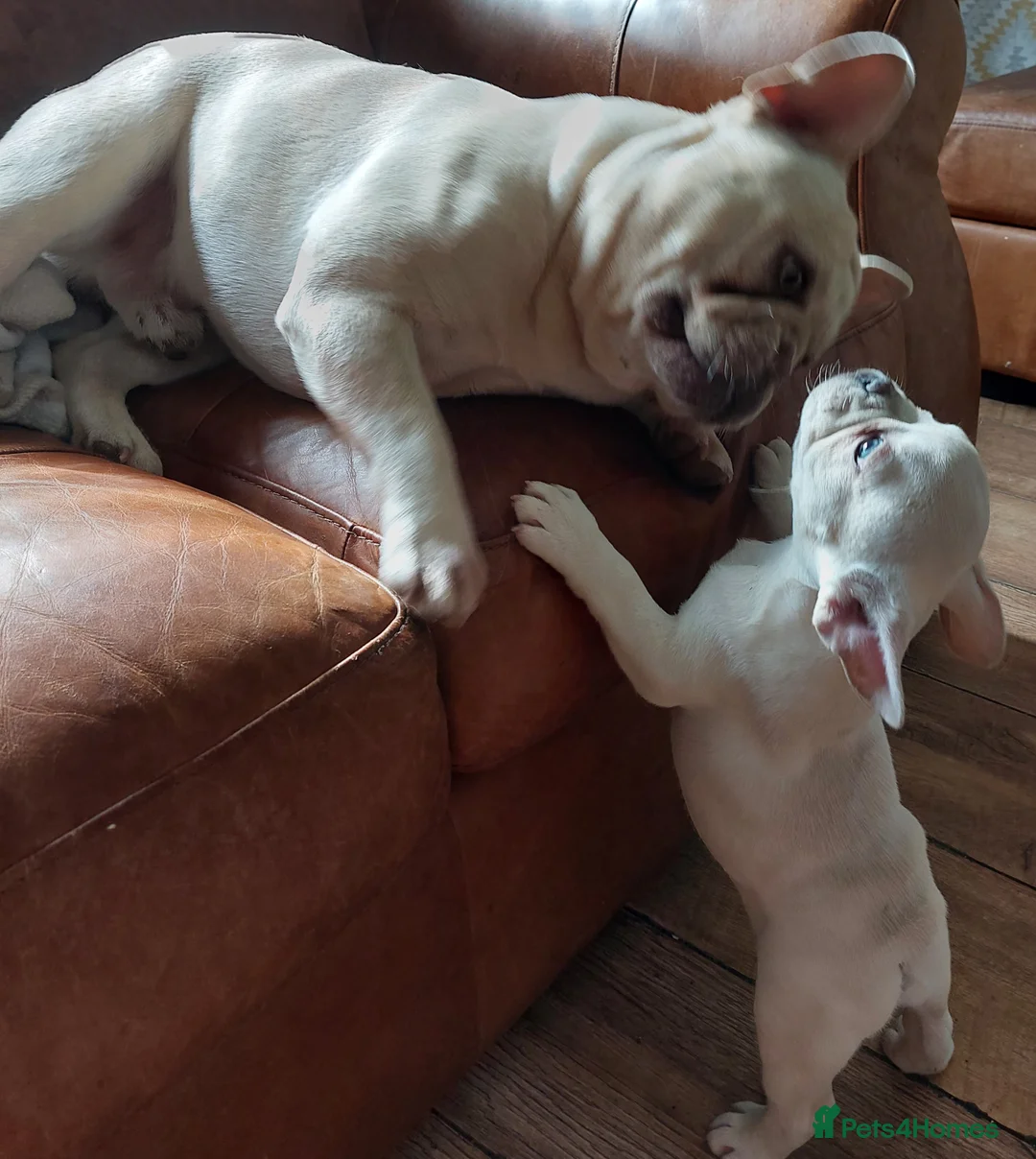 French Bulldog dogs for stud: kc French Bulldog Stud - Advert 11