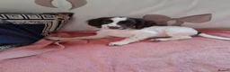 Sprocker dogs for sale: Sprocker puppies for sale  in Chelmsford - Advert 2