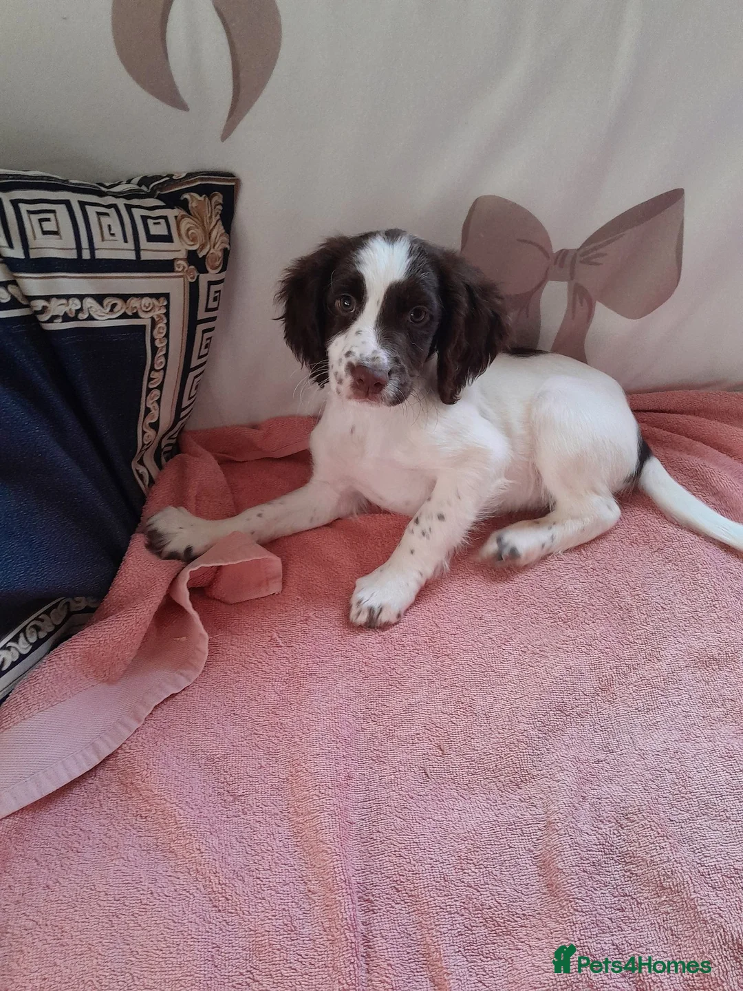Sprocker dogs for sale: Sprocker puppies for sale  in Chelmsford - Advert 2