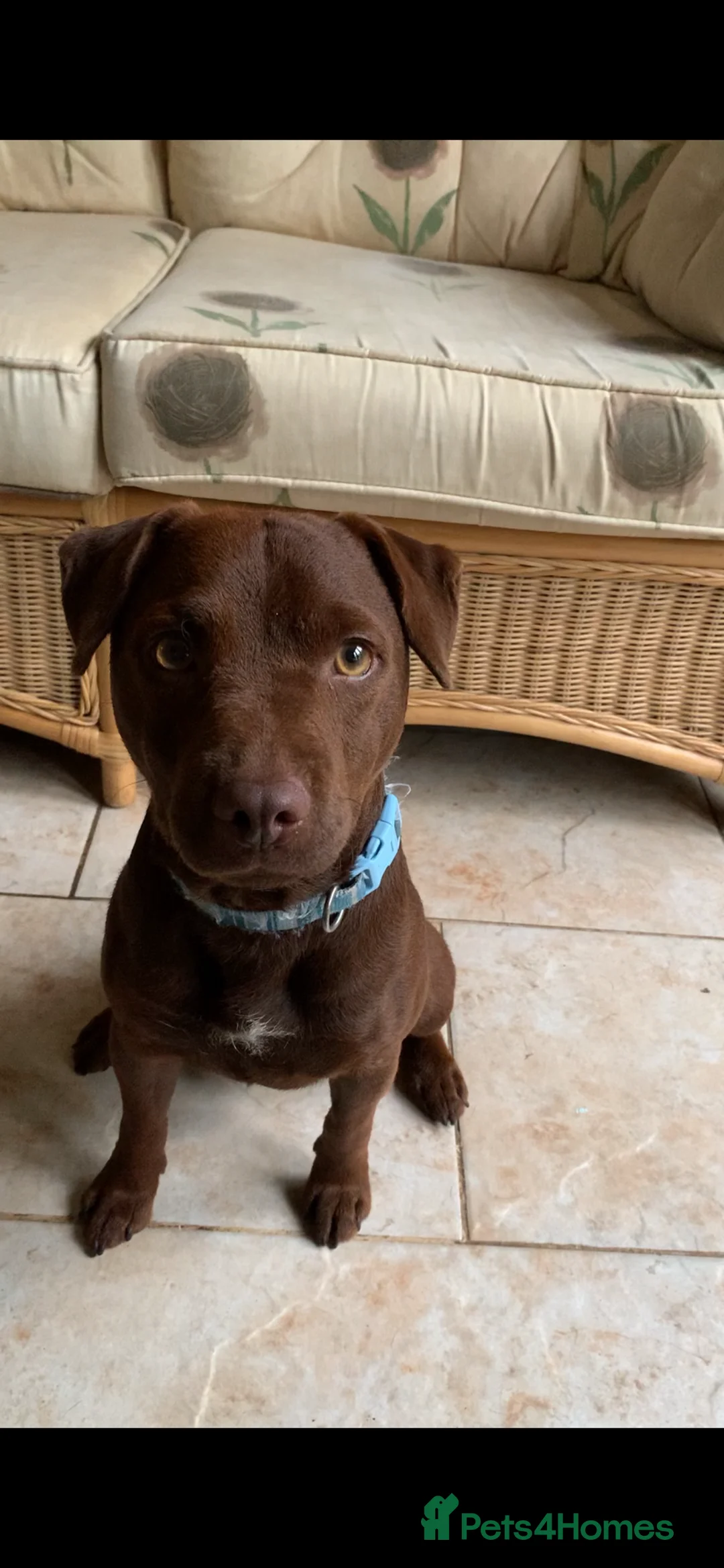 Patterdale Terrier dogs for sale: Quality Patterdales Puppies for sale - Advert 2