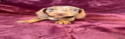 Miniature Dachshund dogs for sale: KC MINIATURE DACHSHUND PUPPIES  - Advert 20
