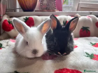 Mixed Breed rabbits 2 beautiful Rex x mini lops - Advert 8