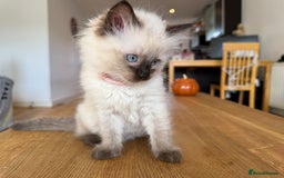 Ragdoll cats for sale: Ragdoll Kittens for Sale - Image 7