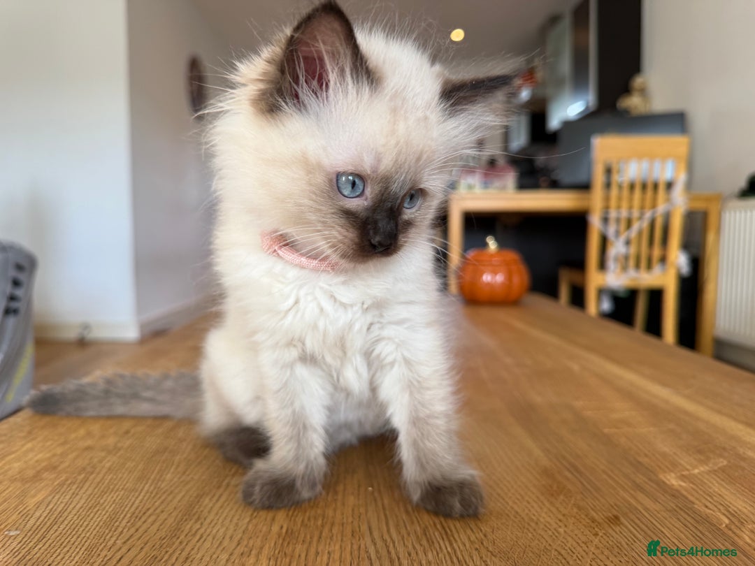Ragdoll cats for sale: Ragdoll Kittens for Sale - Image 7