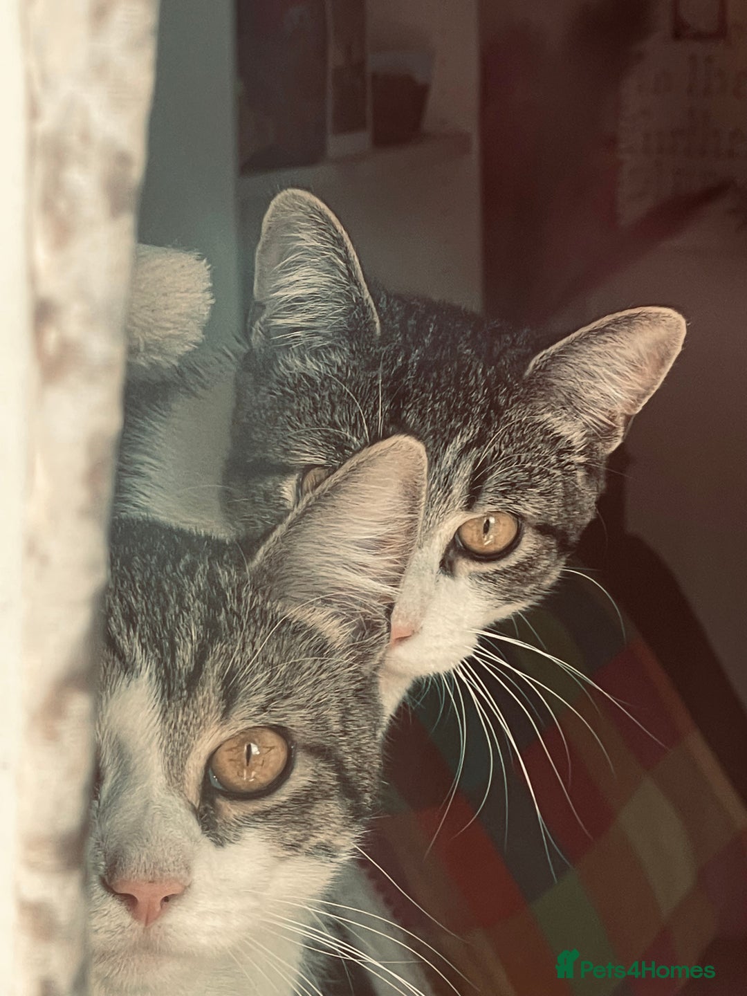 Mixed Breed cats for sale: Bowie and Bean 2 male 10 month old cats for sale  - Image 10