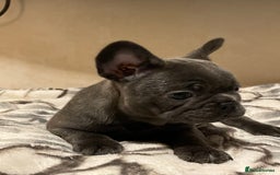 French Bulldog dogs for sale: French bulldog puppy’s  - Image 14