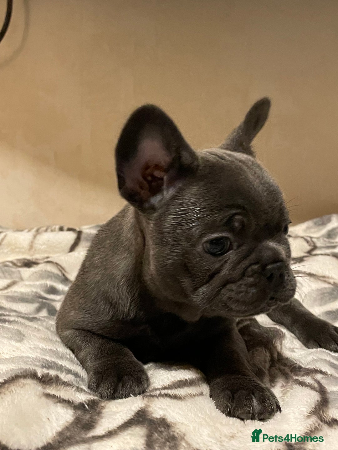 French Bulldog dogs for sale: French bulldog puppy’s  - Image 14