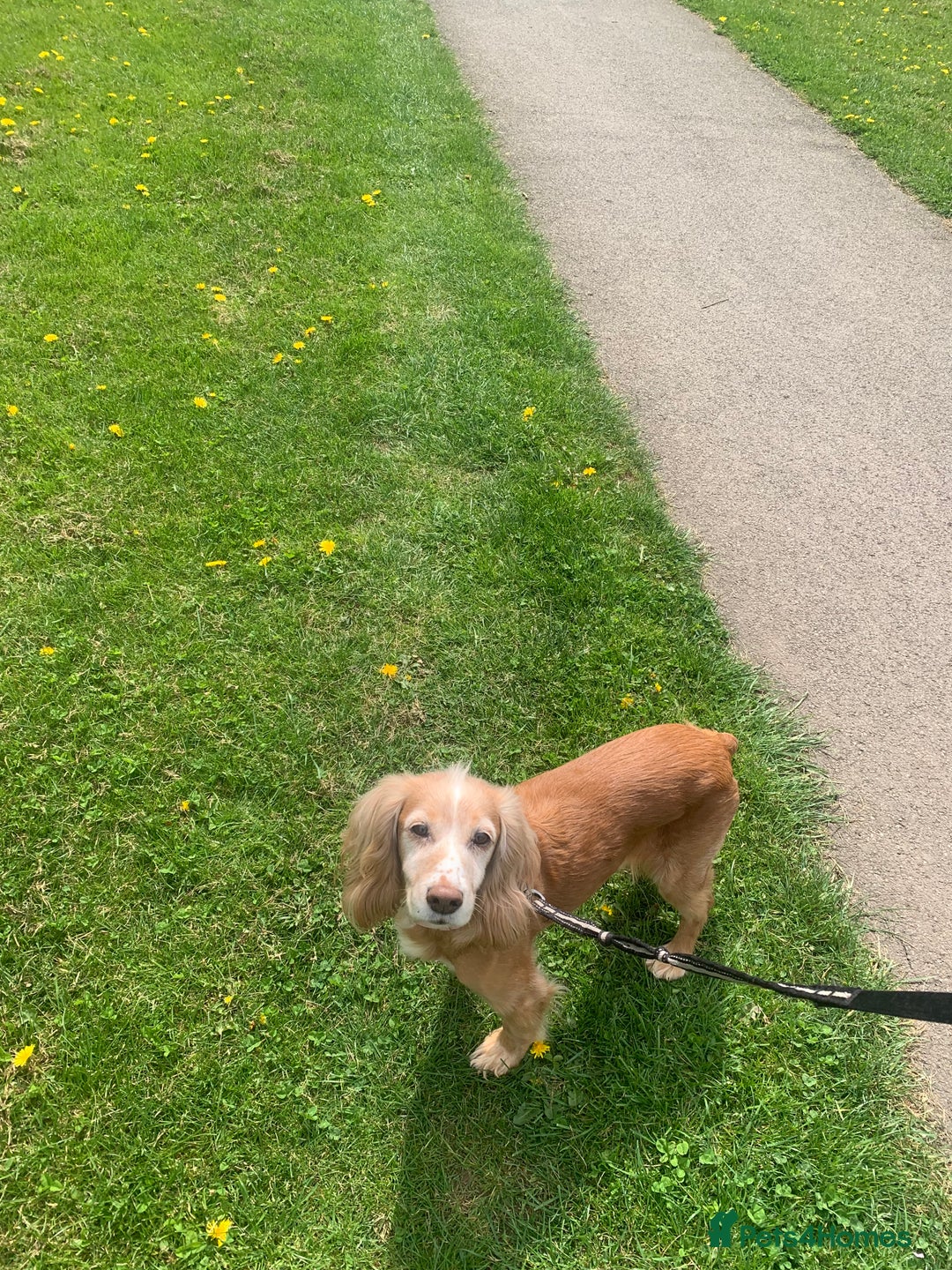 Cocker Spaniel dogs for sale: Adorable Loving Cocker Spaniel  - Image 8