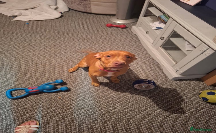 Hungarian Vizsla dogs - Advert 1