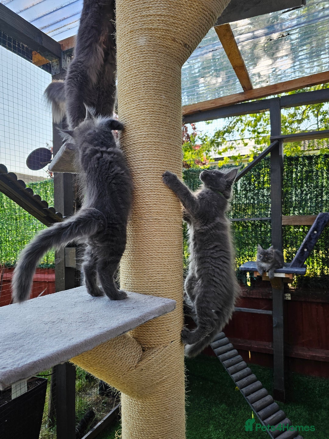 Maine Coon cats for sale: Blue Maine Coon kittens Tica registered in King's Lynn - Image 23