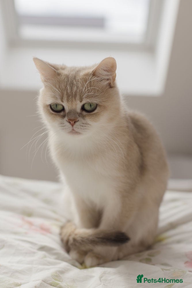 British Shorthair cats Beautiful BSH AY12 Golden Blue Female - Advert 2
